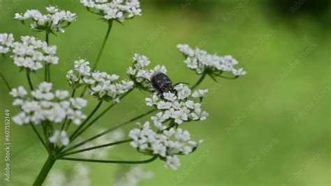 Valgus Hemipterus Scarab Beetle C Toine Punaise C Toine Tari Re