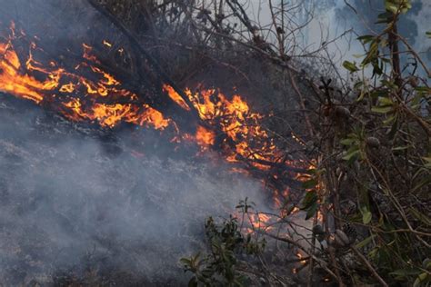 Cajamarca Reportan 31 incendios forestales en el año La Razón