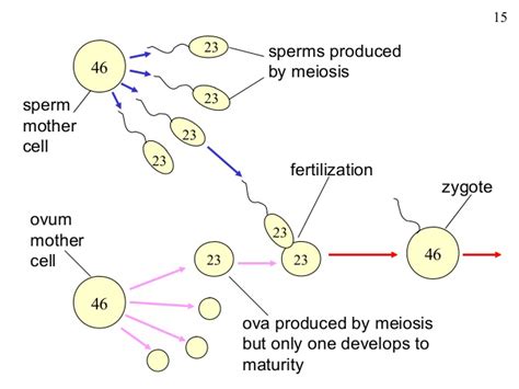 Fertilization Meiosis