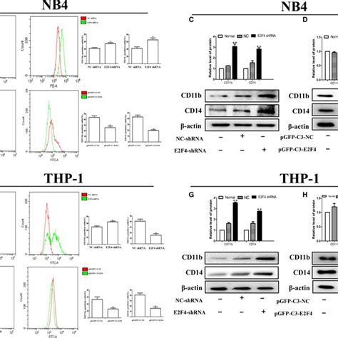 Effects Of E2f4 On Cell Differentiation Of Aml Cells In Vitro A B