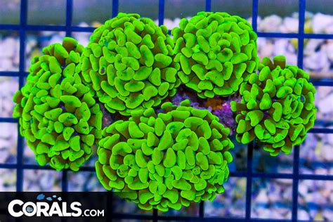 RARE BRIGHT YELLOW Branching Hammer Australia 5 HEADS Corals