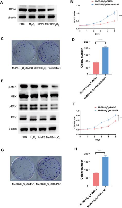 Frontiers Manganese Based Prussian Blue Nanoparticles Inhibit Tumor