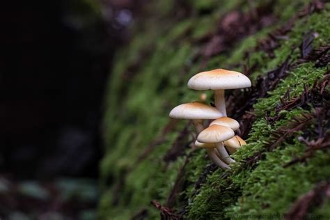 Discovering Mushrooms In Santa Cruz