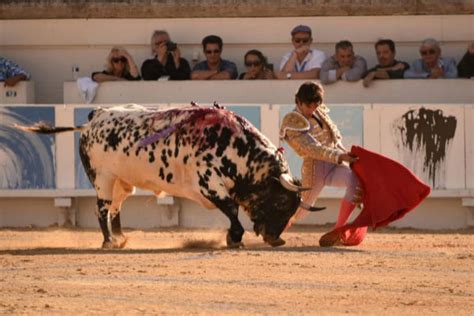 Castella Pasea Una Oreja En Casa Toros