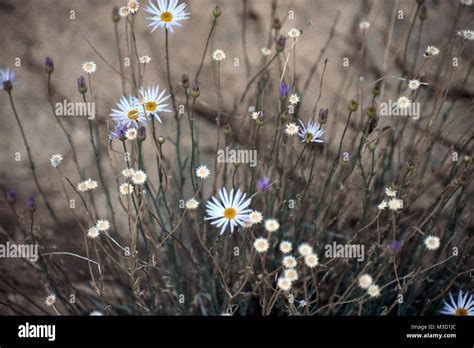 Bundle of Flowers Stock Photo - Alamy