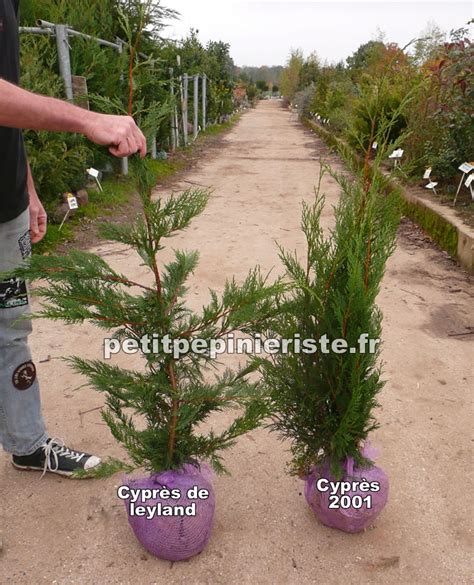 Cyprès De Leyland Prix Vente Et Achat