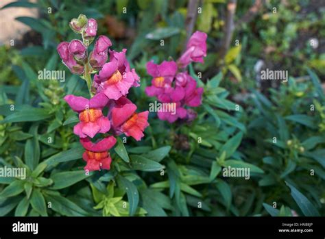 Antirrhinum Majus Snapdragon Flower Hi Res Stock Photography And Images