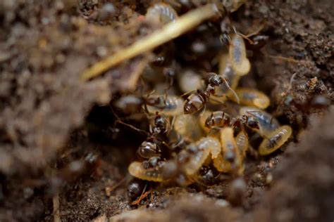 Ants Vs Termites The Unseen Battle In Your Backyard Plank Pest