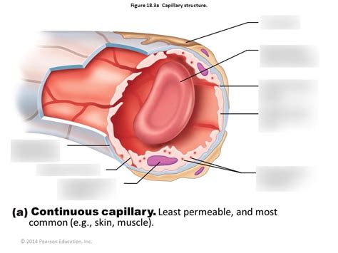 Capillary Structure Diagram Quizlet