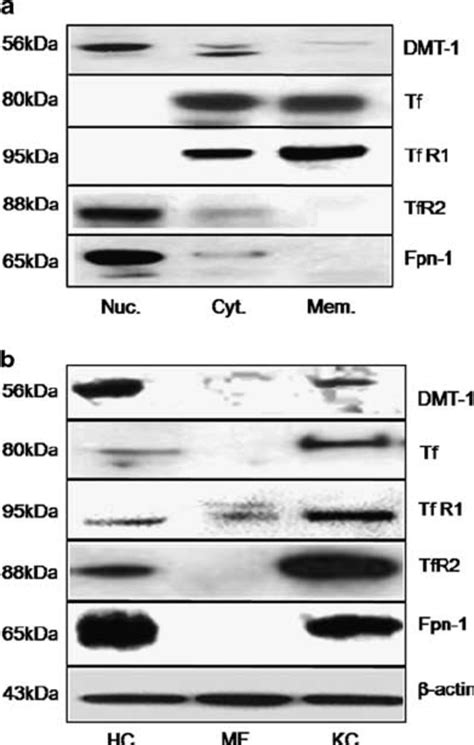 Western Blot Analysis Of Duodenal Metal Transporter Dmt