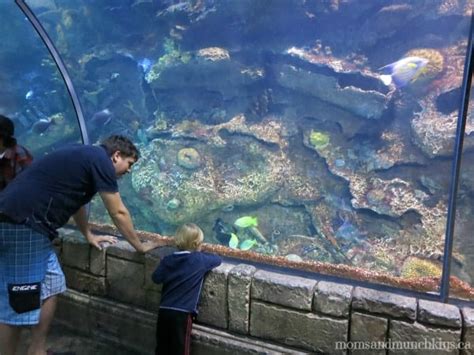 Shark Reef at Mandalay Bay - Moms & Munchkins