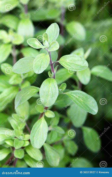 Wild Marjoram In The Garden Stock Image Image Of Edible Wild 36513927