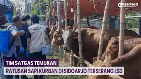 Tim Satgas Temukan Ratusan Sapi Kurban Di Sidoarjo Terserang LSD