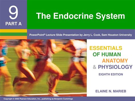 Ppt The Endocrine System Powerpoint Presentation Free Download Id4159416