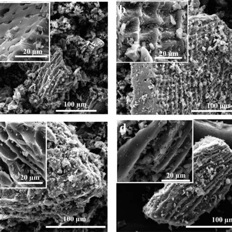 Secondary Electron Scanning Electron Microscopy Sem Images Of The