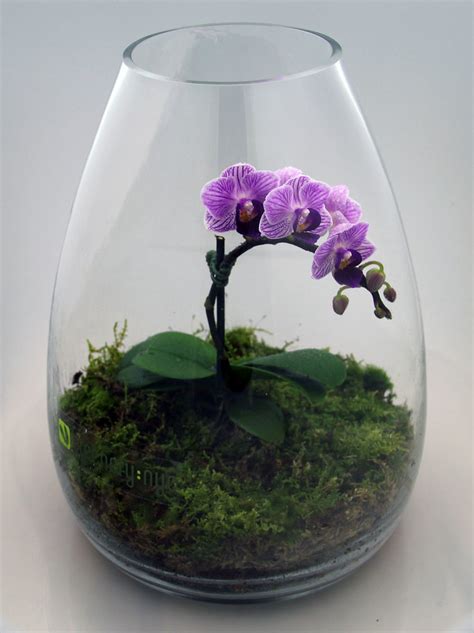 Orchid Terrarium Lush Purple Orchid Terrarium By Greenery