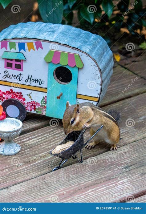 Chipmunk Brings In Food In A Wheelbarrow Stock Image Image Of