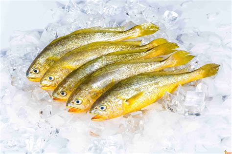 Frozen Yuehai Brand Yellow Croaker