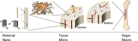 Iucr Bone Hierarchical Structure Spatial Variation Across Length Scales