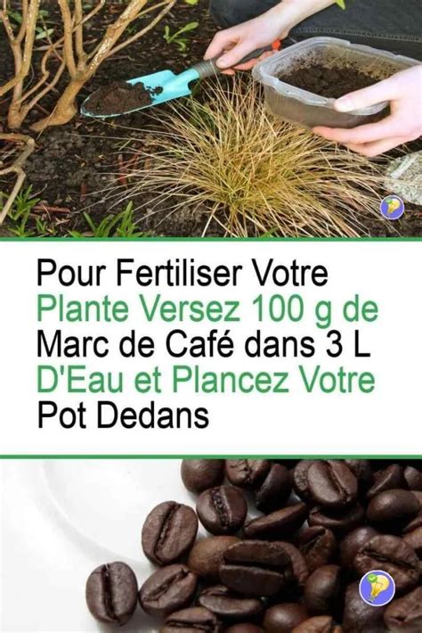 Fertiliser Ses Orchid Es Avec Le Marc De Caf Horticulture