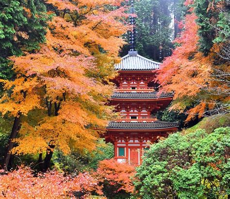 京都の紅葉見頃時期はいつ？2024年の最新情報やおすすめスポットもチェック！ ｜紅葉名所2024