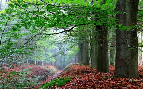 Photography Landscape Nature Forest Fall Leaves Creeks Mist Morning