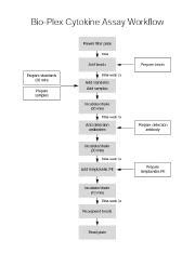 Cytokine Bioplex Short Protocol Doc Bio Plex Multiplex Cytokine Assay