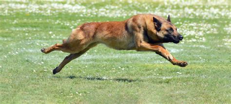 Les formations de la Centrale Canine Société Centrale Canine