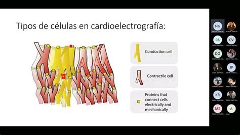 Bases De Electrofisiología Cardíaca Y Electrocardiograma Youtube