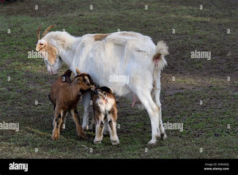 Goat Goatling Goats Stock Photo Alamy