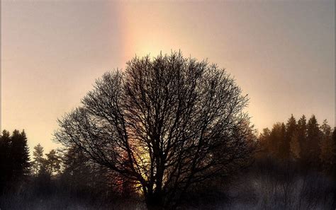 Rainbow Tree Wallpapers Wallpaper Cave