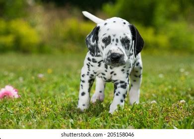 Dalmatian Baby Royalty-Free Images, Stock Photos & Pictures | Shutterstock