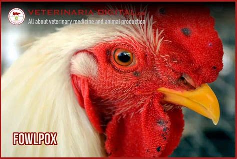 FOWLPOX. Viral disease in chickens, turkeys, and many other birds