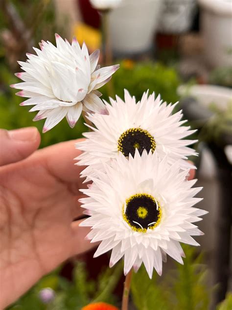 Pierrot White Helipterum Az Container Garden