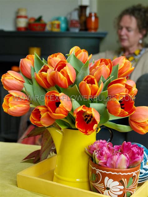 TULIPA DARWIN HYBRID ‘TRIPLE A‘ 12/+ CM. (100 P.BINBOX) | Rotex ...