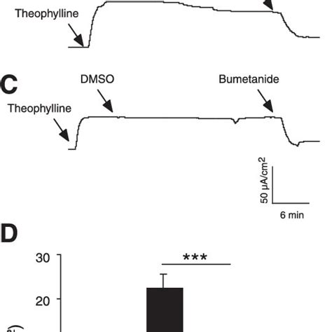 Concentration Dependent Effect Of Milrinone 01300 ␮ M Mucosal And