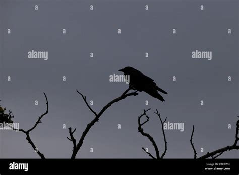 Carrion Crow (Corvus corone Stock Photo - Alamy