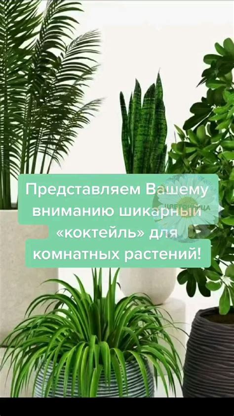 Pin by Karina Karishka on Комнатные цветы Plants Flowers Garden