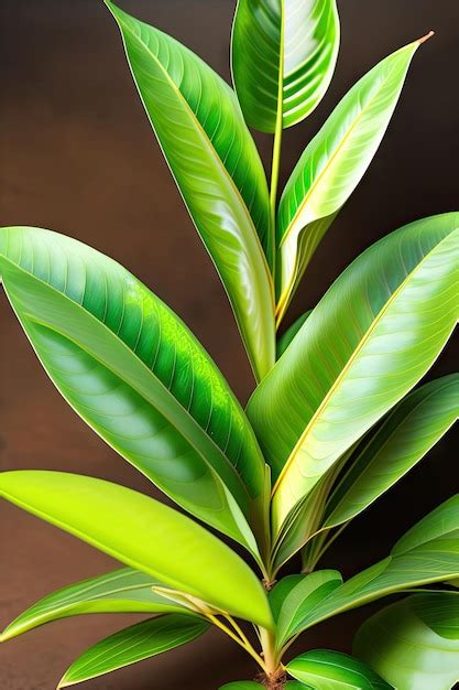 Premium Ai Image Green Variegated Leaves Of Cassumunar Ginger