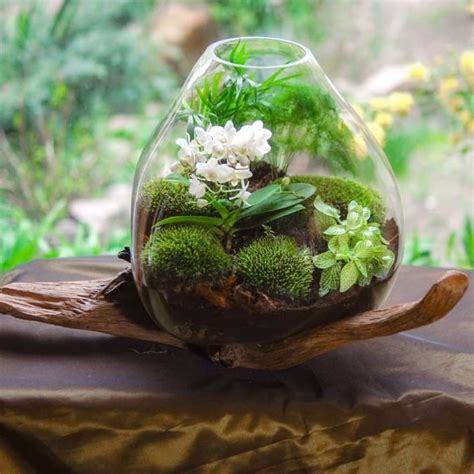 Terrarium Dreams On Instagram From The Pros At Mossaterra