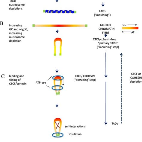 Pds5 Wapl Promotes Cohesin Unloading From Dna Download Scientific Diagram