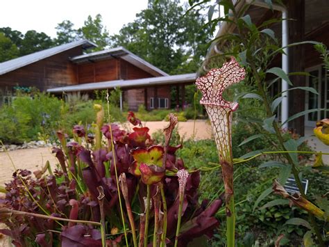 North Carolina Carnivorous Plants At The North Carolina Bo Flickr