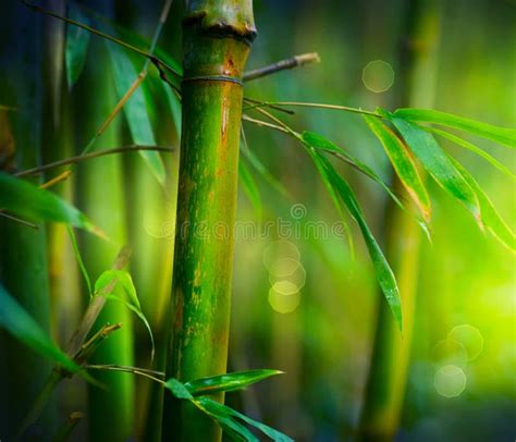 Floresta De Bambu Que Cresce De Bambu Sobre O Fundo Ensolarado Borrado