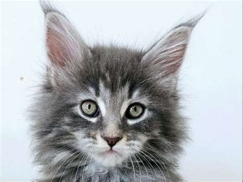 R Server Un Chaton Maine Coon M Le Polydactyle Loof Bleu Petite