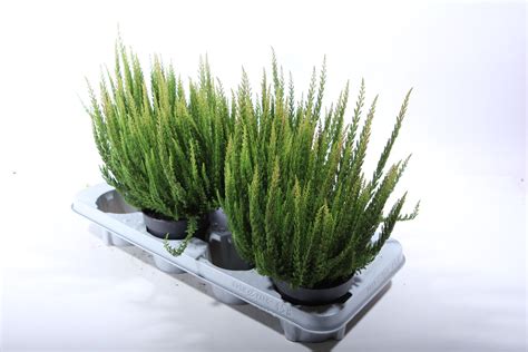 Calluna Vulgaris SKYLINE STOCKHOLM Plant Wholesale FlorAccess