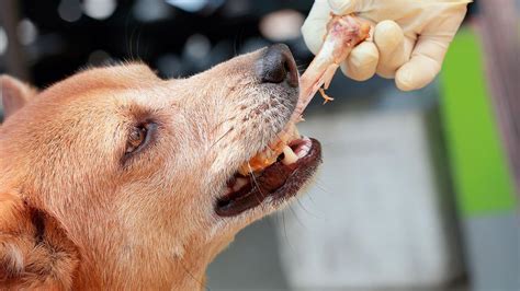 Hueso De Pollo Perro Esto Es Lo Que Le Pasa A Tu Perro Si Le Das Un