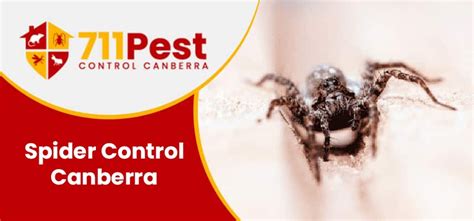 Professional Spider Control Canberra 711 Pest Control Canberra