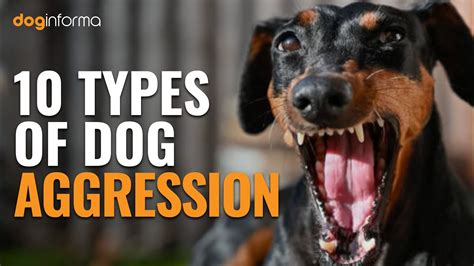 protective dog  aggressive dog  james glassop blog