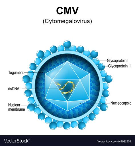 Cytomegalovirus Cmv Structure Close Up Royalty Free Vector