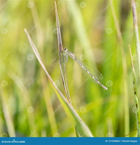 Macro of an Immature Tule Bluet Damselfy Enallagma Carunculatum Resting